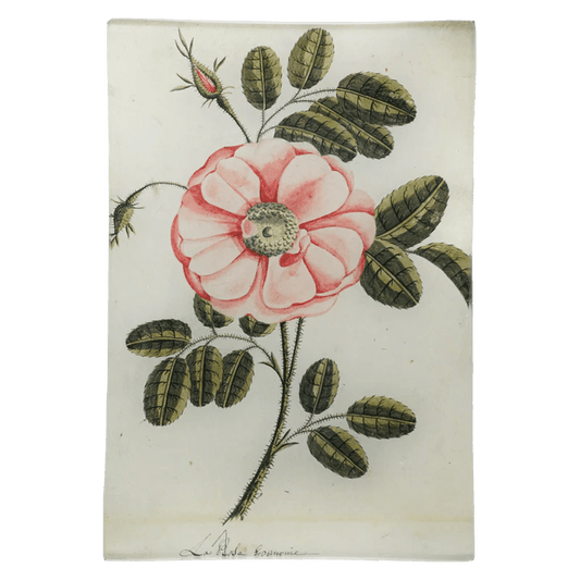 Painted Rose - La Rose | John Derian - Bon Ton goods