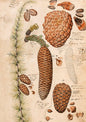 Pine Cones Folded Card with Envelope | Skona Ting - Bon Ton goods