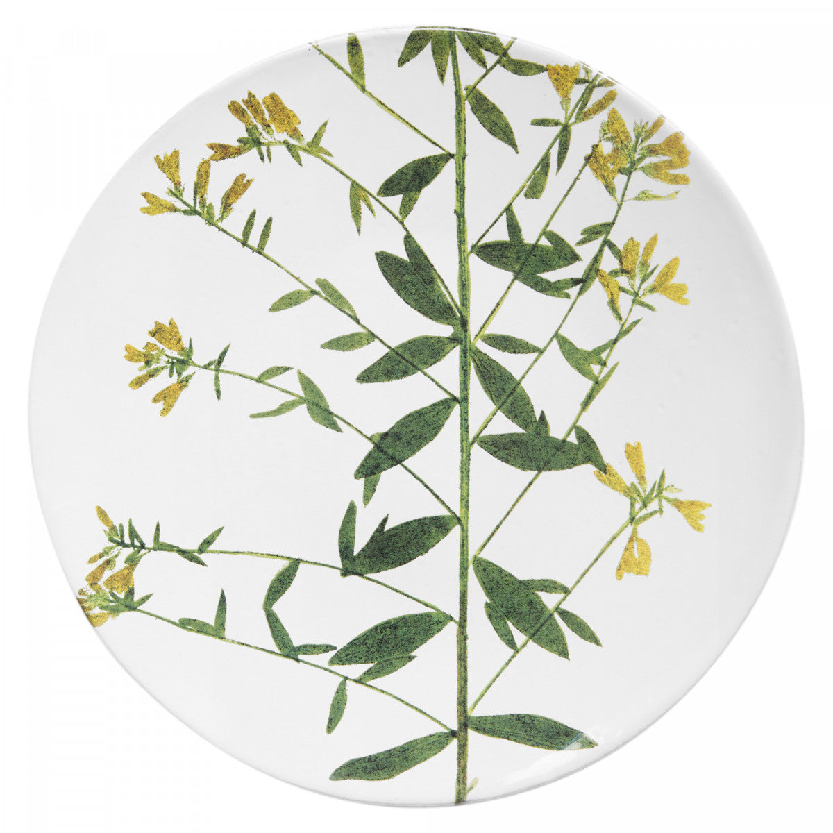 John Derian Medium Genista Plate, set of 6 by Astier de Villatte, official product view