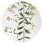 John Derian Medium Genista Plate, set of 6 by Astier de Villatte, official product view