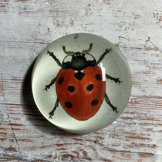 Red Ladybug | John Derian - Bon Ton goods