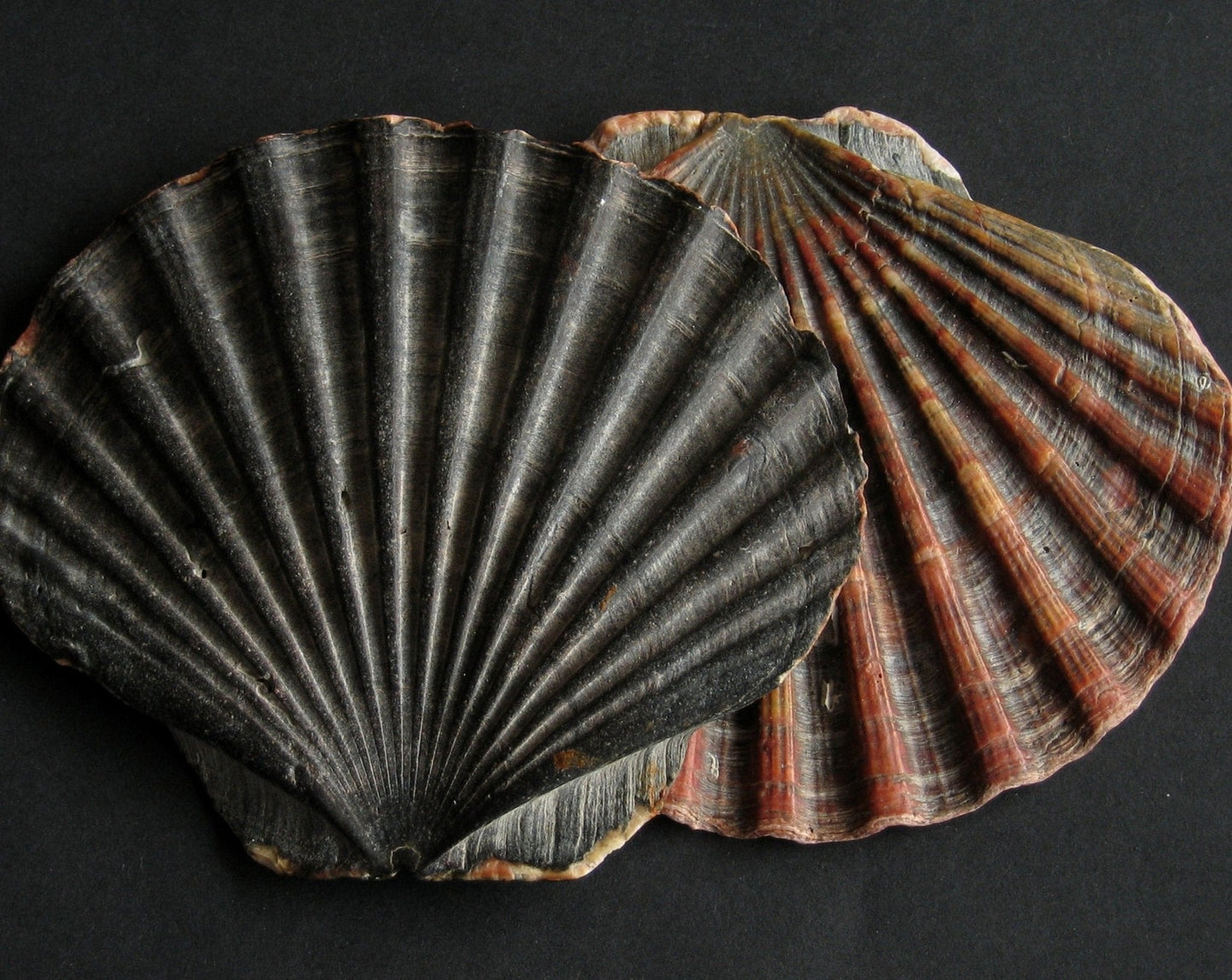 Saint Jacques Shell Bowl | Caltagirone, Sicily - Bon Ton goods