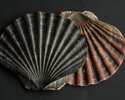 Saint Jacques Shell Bowl | Caltagirone, Sicily - Bon Ton goods