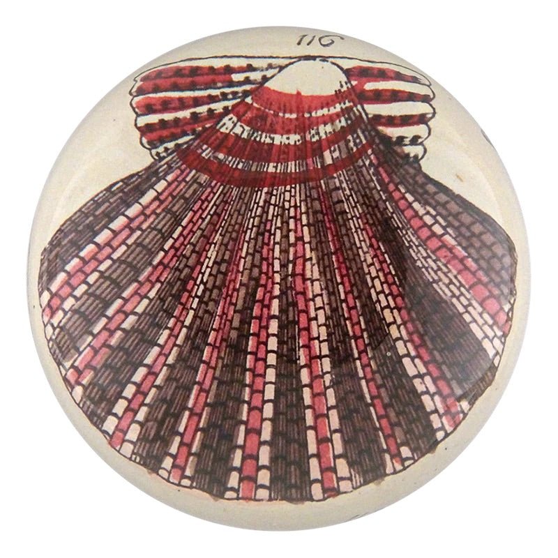 Scallop 116 - Dome Paperweight | John Derian - Bon Ton goods