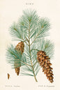 Vintage botanical pine branch and cones