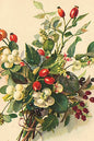 Vintage winter berries and white flowers