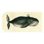 Spouting Whale - Gift Tags - Bon Ton goods