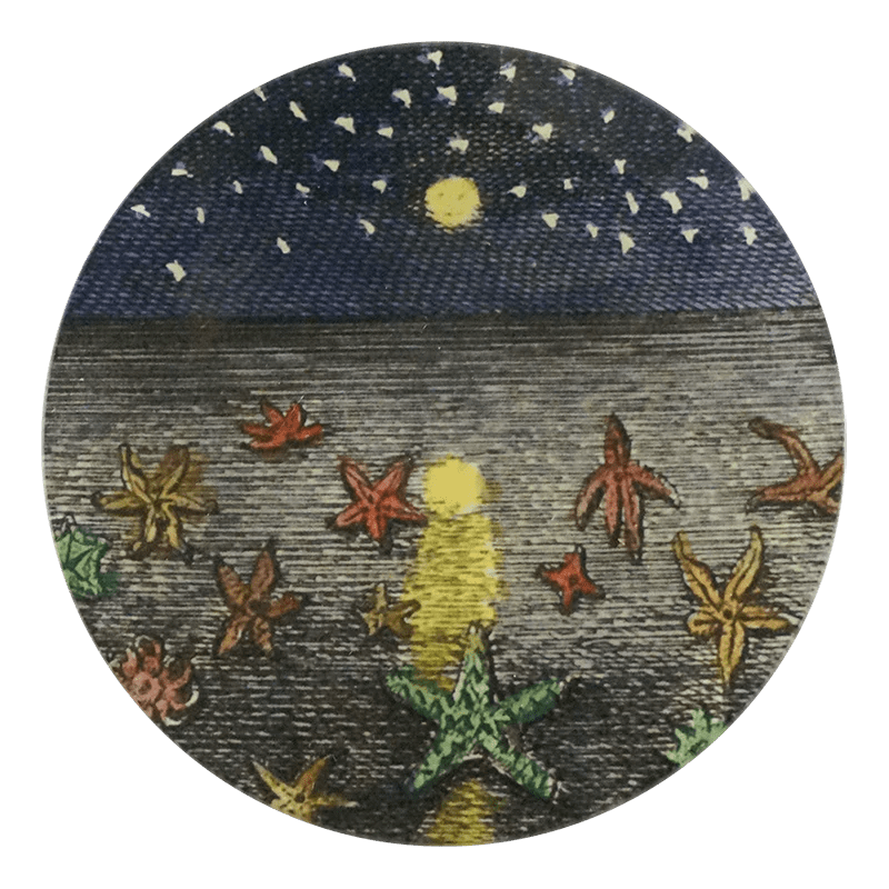 Starfish at Night | John Derian - Bon Ton goods