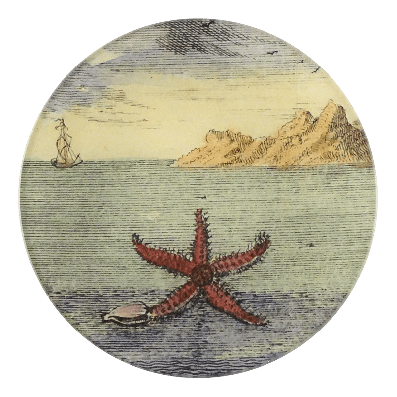 Starfish by Day - Mirror & Button Pins | John Derian - Bon Ton goods