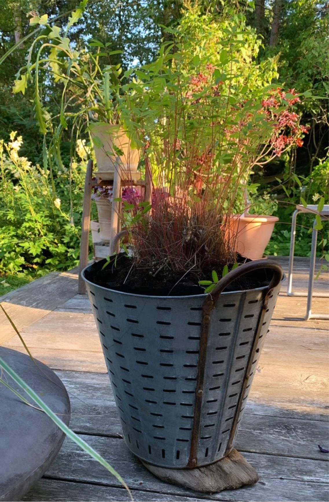 Vintage Olive Harvest Basket - Bon Ton goods