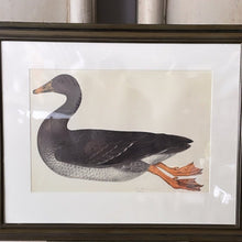 Load image into Gallery viewer, VINTAGE WOODEN FRAMED BIRD PRINT 6. - Bon Ton goods
