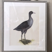 Load image into Gallery viewer, VINTAGE WOODEN FRAMED BIRD PRINT 7. - Bon Ton goods
