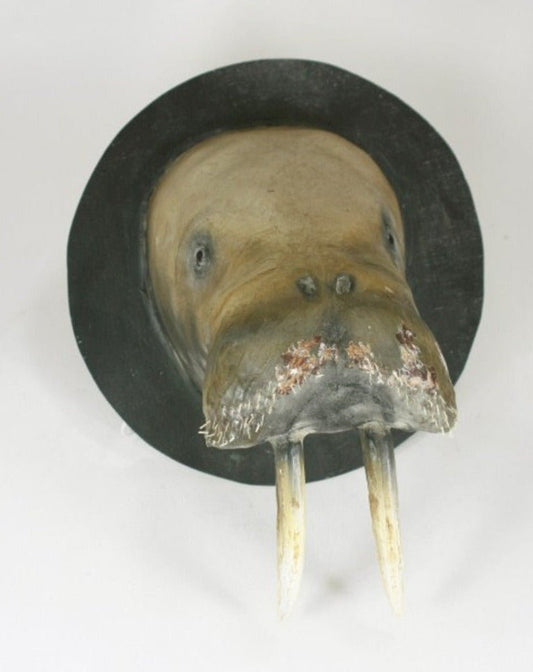 Walrus Mount - Bon Ton goods