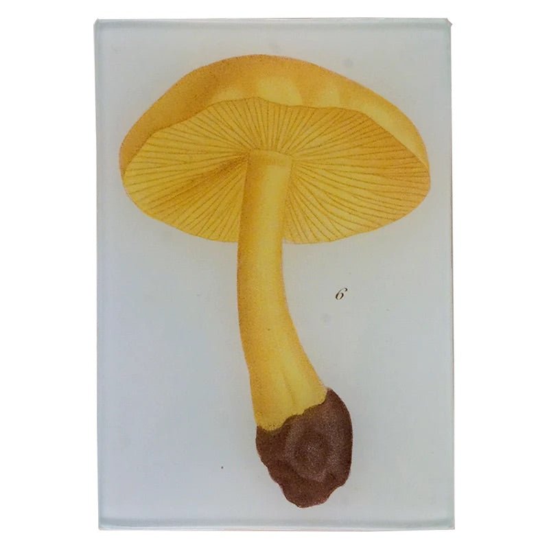 Yellow Mushroom - Mushroom Fig. 6 | John Derian - Bon Ton goods