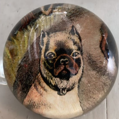 Pug Dog Fawn | John Derian
