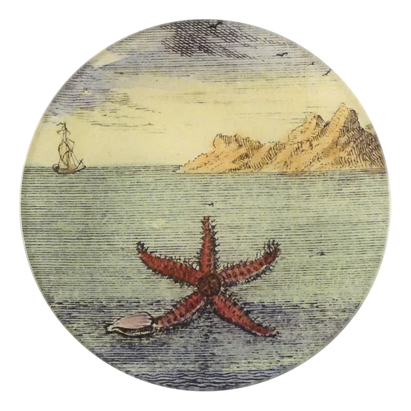 Starfish (by Day)