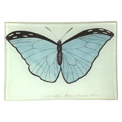 Blue Papilio (Butterfly) | John Derian