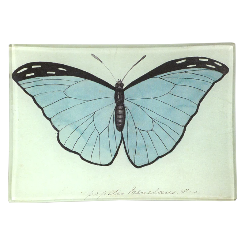Blue Papilio (Butterfly)