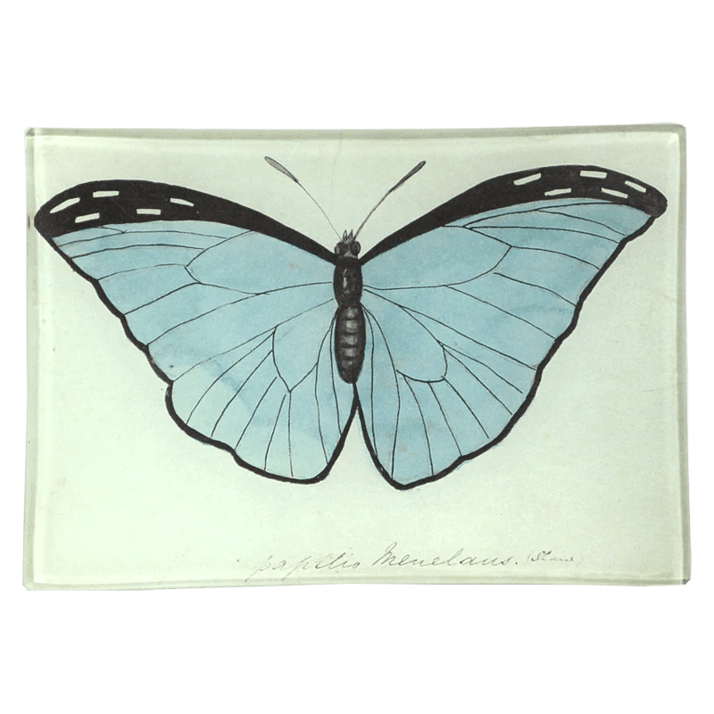 Blue Papilio (Butterfly) | John Derian - Bon Ton goods