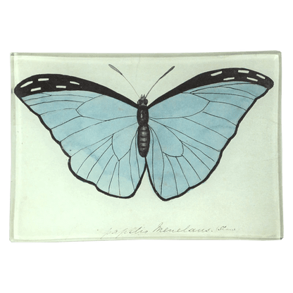 Blue Papilio (Butterfly) | John Derian - Bon Ton goods