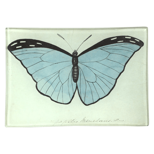 Blue Papilio (Butterfly) | John Derian - Bon Ton goods